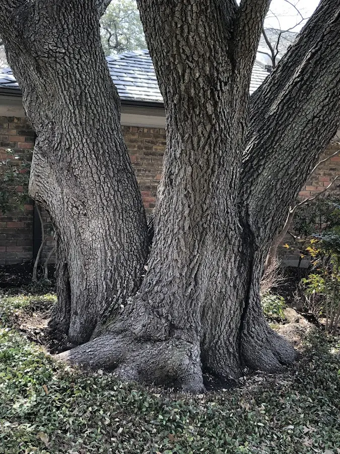 Mature heritage tree close to a Bear Lake property cared for by certified arborists